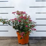 Tavoľník japonský (Spiraea japonica) ´NEON FLASH´ - výška 30-40 cm, kont. C3L